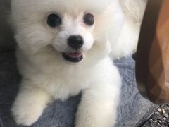 -宠物家(双井店)