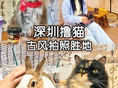 -楼上猫咖(罗湖店)