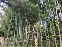 -叶家花园
