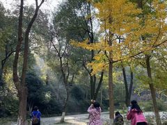 -镇江市南山风景名胜区竹林景区