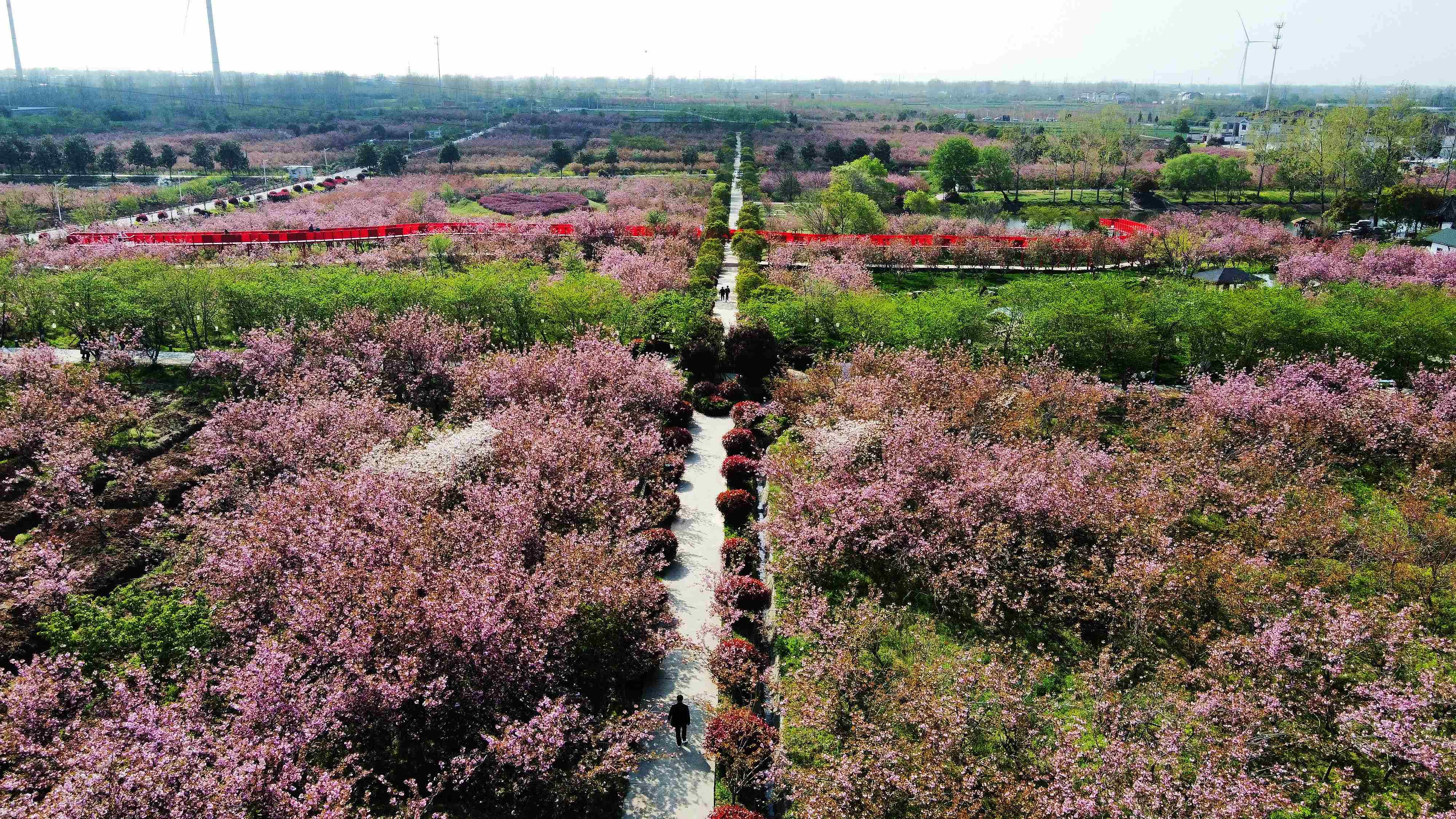扬州甘泉樱花园,它是全国最大樱花基地,花开时节的这里美极了