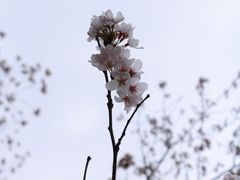 -顾村公园