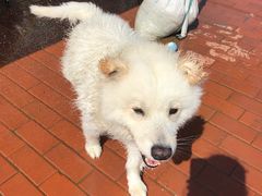 -趣玩宠物乐园寄养训犬训狗游泳池