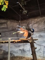 -Zoolung Zoolung动物主题公园(海信广场店)