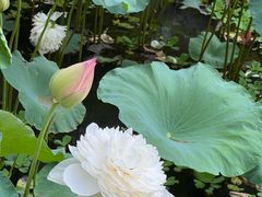 -广州莲花山旅游区