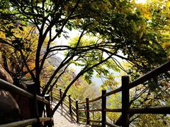 -黄金寨原生态旅游区