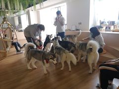 -Husky Go! 哈士奇体验馆·宠物咖啡厅狗咖