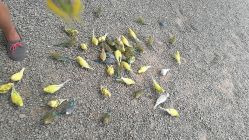 -萌宠亲子动物乐园(槐房万达店)