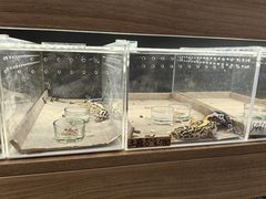 -酷以爬仙阁实体爬宠店·守宫·蜥蜴·专业繁育