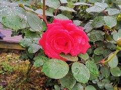 -田园东方蜜桃村的田野营地
