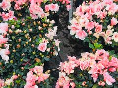 -南山植物园
