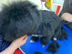 -艾贝尔宠物医院(华府骏苑店)