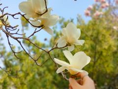 -朝阳公园