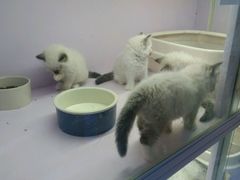 -喵的天空名猫咖啡馆·撸猫·猫舍·用品