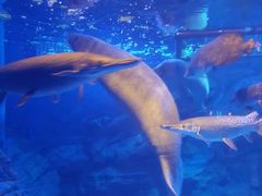 -烟台海昌鲸鲨海洋公园