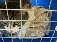 -北京观赏动物医院·24小时大型综合·猫专科·异宠专科