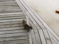 -欢乐松鼠谷
