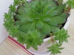 android_upload_pic-吃饼人西餐(南开店)