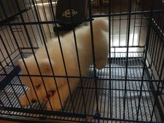 -多乐狗狗宠物训练工作室