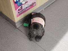 -瑞派宠物医院·犬猫全科·猫友好(宾水西道店)