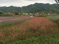 -曲江薰衣草庄园