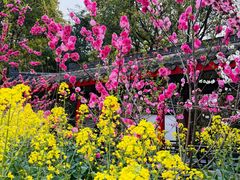 -南汇桃花村