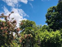 -墨尔本皇家植物园