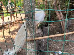 -西双版纳总佛寺