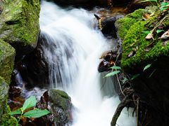 -莫里热带雨林景区