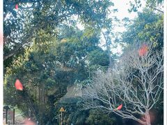 -中国科学院西双版纳热带植物园