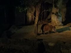 -清迈夜间动物园