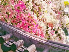 -深圳国际园林花卉博览园