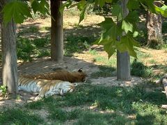-西霞口神雕山野生动物世界