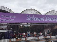 -金马仑薰衣草花园(Cameron Lavender)