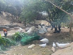 -泉州海丝野生动物世界