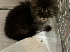 -瑞派·关忠动物医院·猫专科·犬专科(三环新城店)