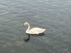 -烟墩角天鹅湖