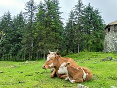 -硗碛藏寨·神木垒景区