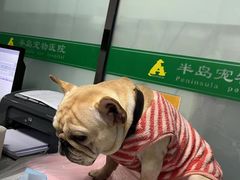 -半岛宠物医院24小时(科华中路店)