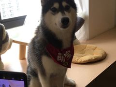 -Husky Go! 哈士奇体验馆·宠物咖啡厅狗咖