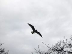-台场海滨公园船码头