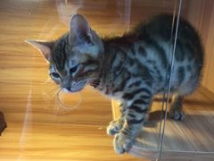 -猫十亿·布偶金渐层·曼基康矮脚猫舍(青年路店)