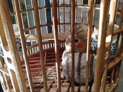 -小厨娘淮扬菜(六合欢乐港店)