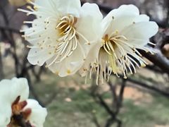 -无锡梅园公园