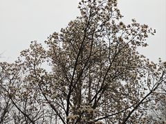 -晓林火锅(安定门店)