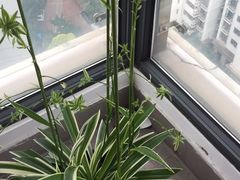 -新湖明珠城