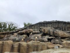 -武汉动物园
