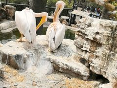 -石家庄市动物园