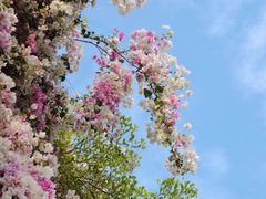 -深圳国际园林花卉博览园