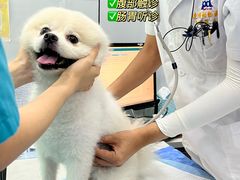 -pd派德宠物中心医院24H急重症·眼科中心·血液透析中心(嵩山北路店)